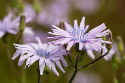 Close-up of purple flowers blooming outdoors