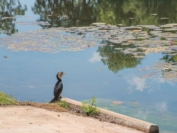 View of birds on lakeshore