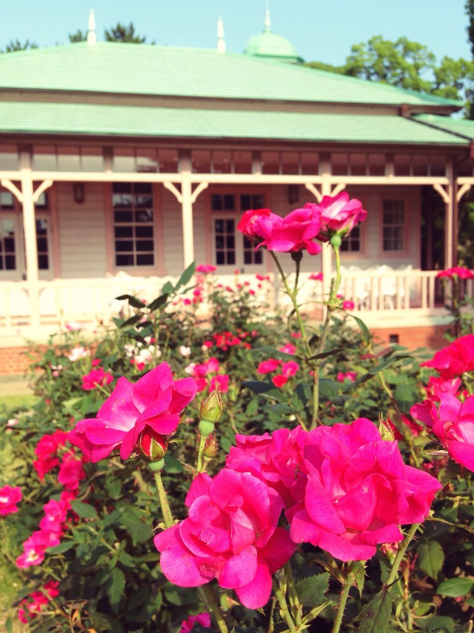 flower, building exterior, fragility, freshness, architecture, built structure, petal, plant, growth, blooming, pink color, beauty in nature, flower head, house, nature, in bloom, leaf, blossom, window, day