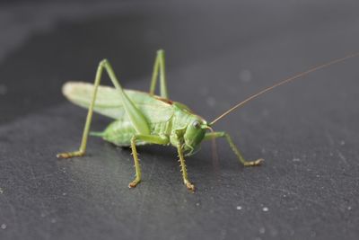 Close-up of grasshopper