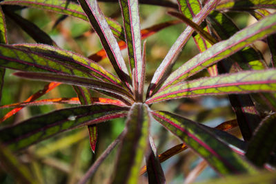 Full frame shot of plant