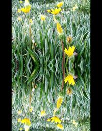 Close-up of yellow flower