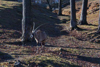 View of deer on field in forest