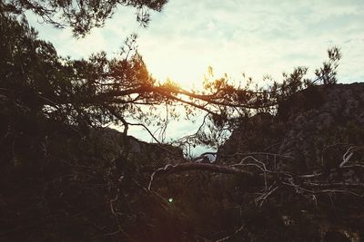 Low angle view of trees against sky