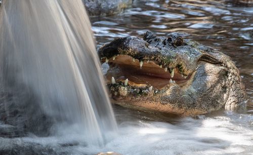 Close-up of crocodile