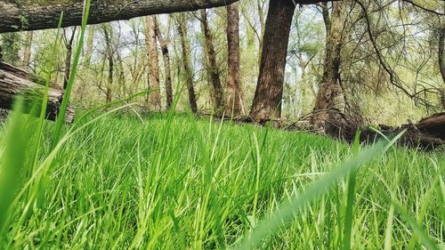 Low angle view of trees