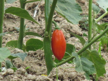 Close-up of strawberry growing on plant