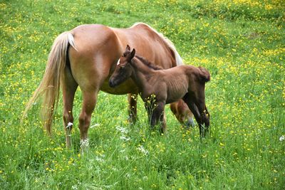 pasture