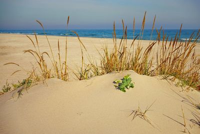 Plants growing on beach against sky