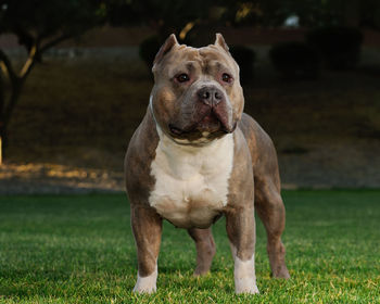 Close-up of dog looking away while standing on field