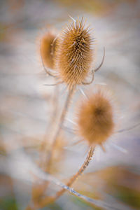 Close-up of wilted dandelion