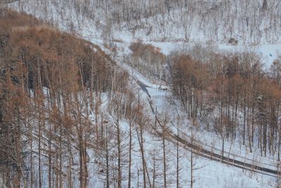 Bare trees on snow covered land