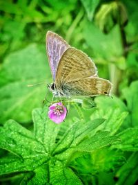 Close-up of butterfly pollinating on flower