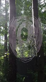 Close-up of spider web on tree in forest