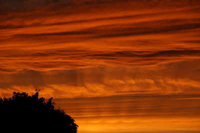 Silhouette of trees against dramatic sky