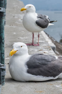 Seagull perching on a bird at alcatraz