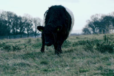 View of a horse on field