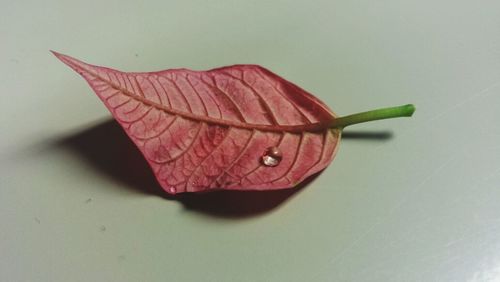 Close-up of plant