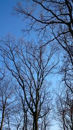 Low angle view of bare trees against sky