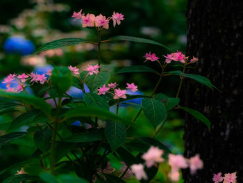 Close-up of pink flowers