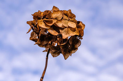 Low angle view of dried leaf on plant against sky