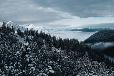 Pine trees on snowcapped mountains against sky