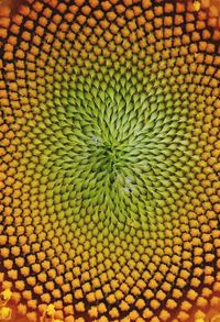 Full frame shot of orange flower