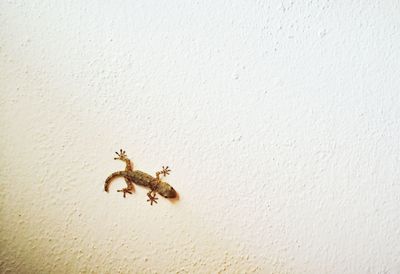 Close-up of insect on white wall