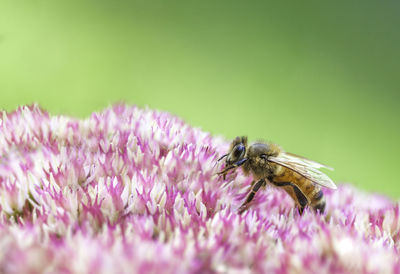 Close-up of insect on pink flower