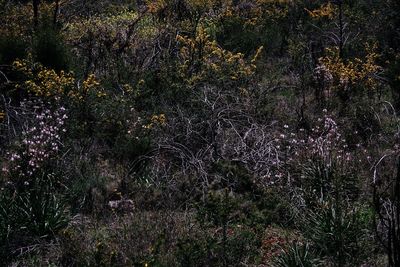 View of trees and plants in forest