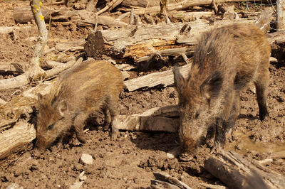 High angle view of wild pigs on muddy field