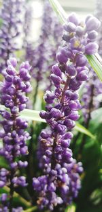 Close-up of purple flowering plant