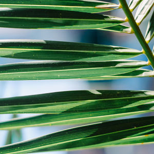 Close-up of palm tree leaves