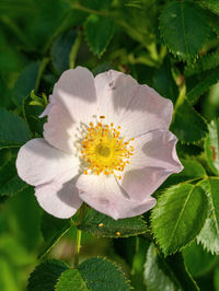 Close-up of white flowering plant