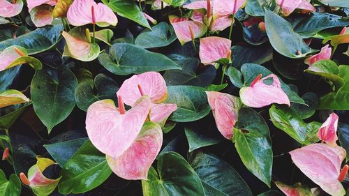 Close-up of pink flowers