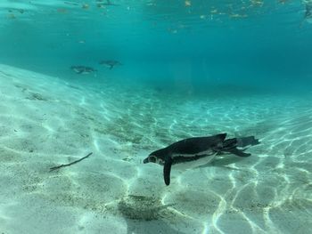 View of fishes swimming in sea