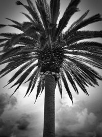 Low angle view of palm trees against sky