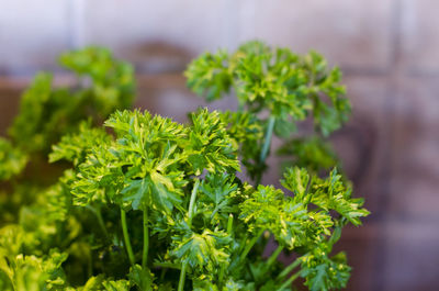 Close-up of green leaves