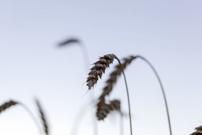 Low angle view of crop growing on field against sky