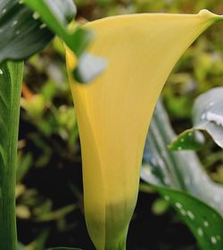 Close-up of yellow flower blooming outdoors