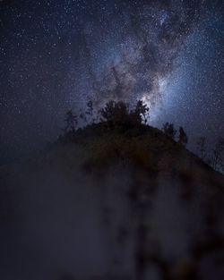 Low angle view of trees against sky at night