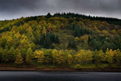 Scenic view of forest during autumn