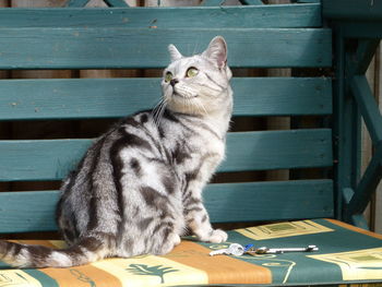 Cat looking away while sitting on table