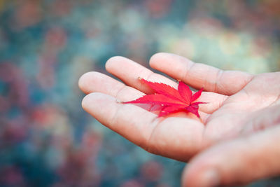 Close-up of hand holding maple leaf during autumn