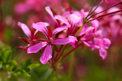 Close-up of pink flowering plant