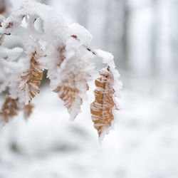 Close-up of frozen plant