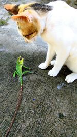 High angle view of lizard