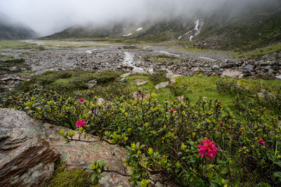 Scenic view of flowering plants on land
