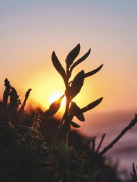 Close-up of silhouette plant against sky during sunset