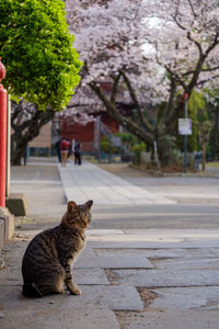 Cat sitting on footpath